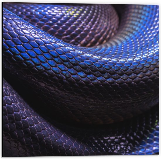 WallClassics - Dibond - Blauw Paarse Slangenhuid - 50x50 cm Foto op Aluminium (Wanddecoratie van metaal)