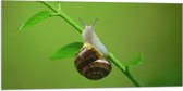 WallClassics - Drapeau - Escargot sur une Branche - 100x50 cm Photo sur Drapeau Polyester