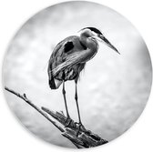WallClassics - Cercle mural en mousse PVC - Héron sur une branche Zwart / Wit - Photo 60x60 cm sur cercle mural (avec système de suspension)