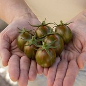 Tomaten zaden - Cherrytomaat Green Bumblebee