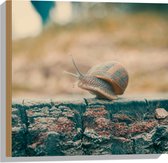 WallClassics - Hout - Slak op Houten Balk - 50x50 cm - 12 mm dik - Foto op Hout (Met Ophangsysteem)