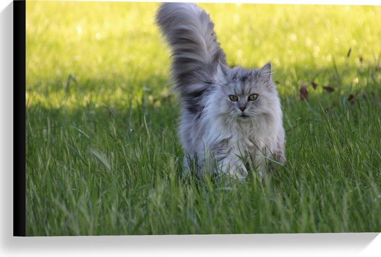 WallClassics - Toile - Chat gris dans l'herbe - 60x40 cm Photo sur toile (Décoration murale sur toile)