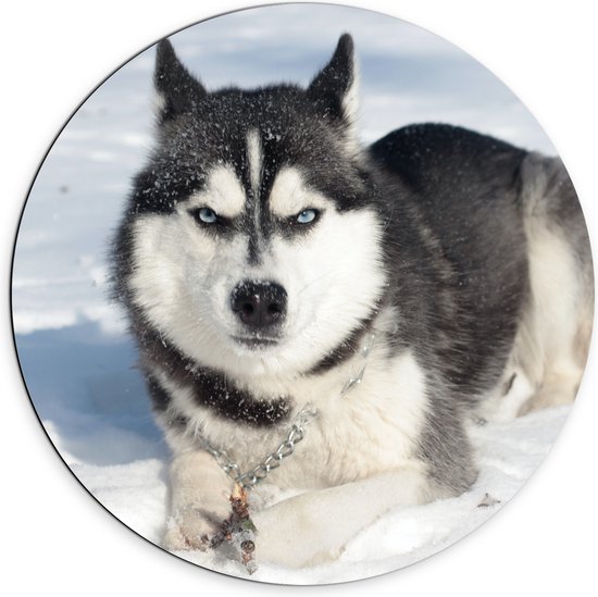 WallClassics - Dibond Muurcirkel - Boze Husky in de Sneeuw - 70x70 cm Foto op Aluminium Muurcirkel (met ophangsysteem)