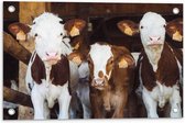 WallClassics - Tuinposter – Koeien in de Stal op een Boerderij - 60x40 cm Foto op Tuinposter  (wanddecoratie voor buiten en binnen)