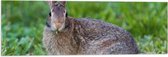 WallClassics - Vlag - Bruin Konijn Eet Gras - 90x30 cm Foto op Polyester Vlag