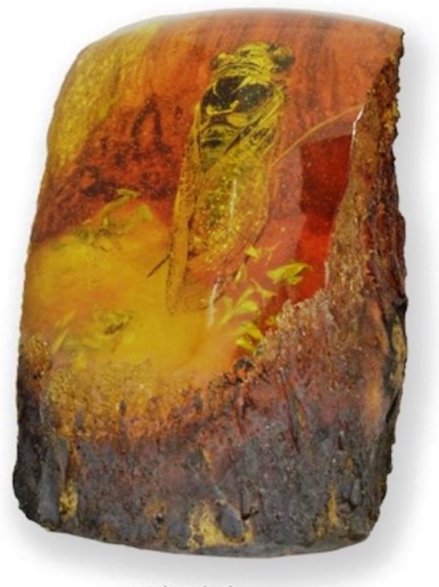 Boutique Trukado - Cicade Fossiel Gegoten in Kunsthars - hoogte 9cm