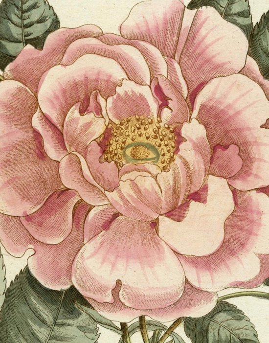 John Derian Picture Book II - cover