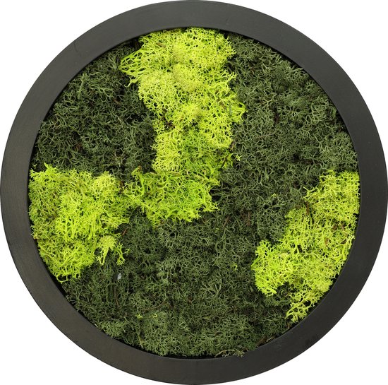 Comforder Mosschilderij - Moswand van Rendiermos - Onderhoudsvrije Wanddecoratie Hout Natuurlijk - Rond Ø27cm