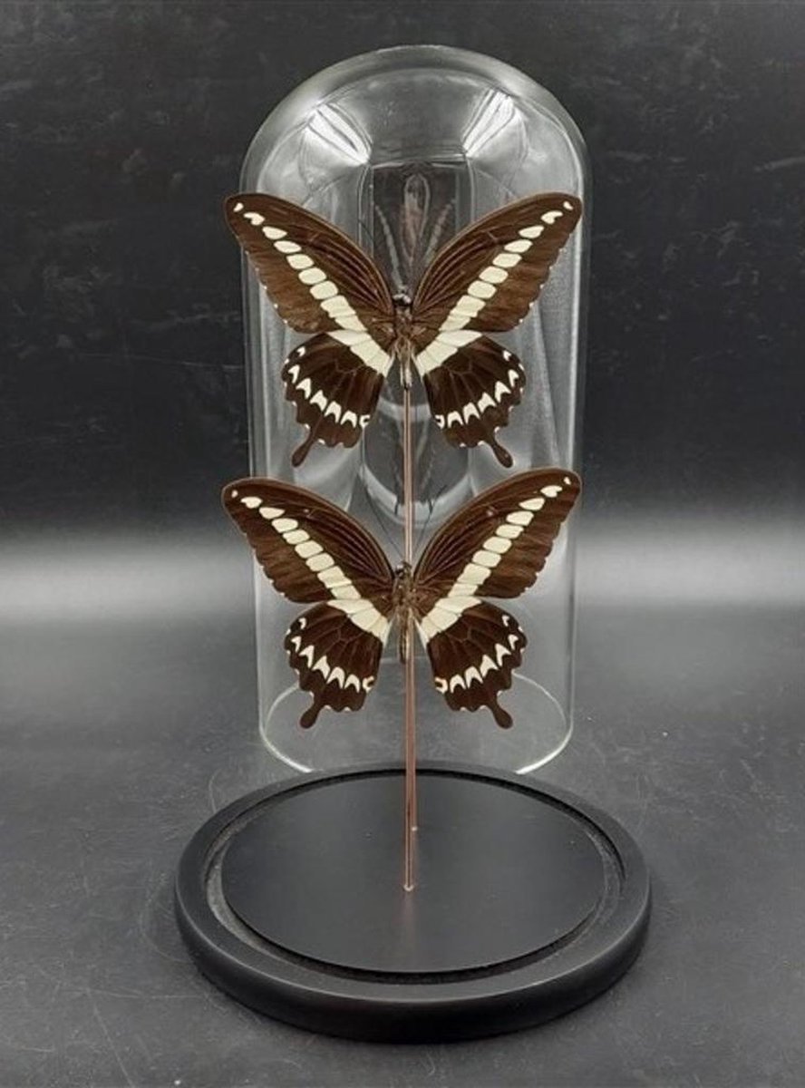 Opgezette Vlinders in Stolp - Vlinder In Glazen Stolp - Vlinderstolp Glas - Bruin - 30 cm