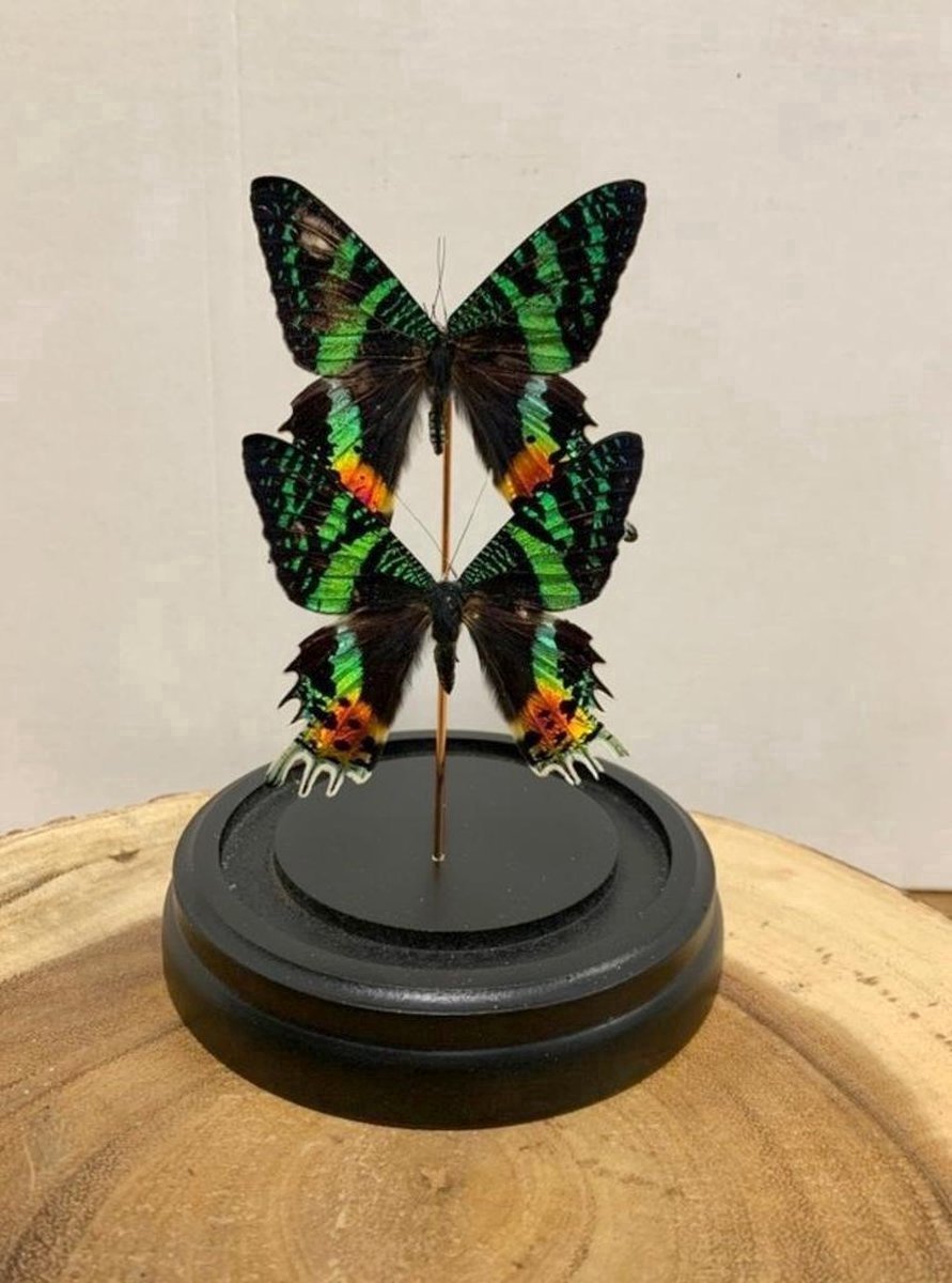 Opgezette Vlinders in Stolp - Vlinder In Glazen Stolp - Vlinderstolp Glas - Madagascar - Groen - 12 x 12 x 20 cm