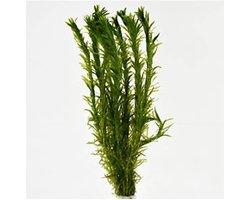 Moerings Elodea densa | Waterpest | In Beker