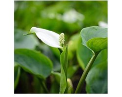 Moerings Calla Palustris | Slangenwortel | In 9CM pot
