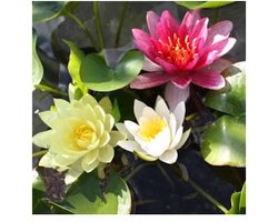 Moerings Nymphaea Mix Trio | Waterlelie | In 3L Mand