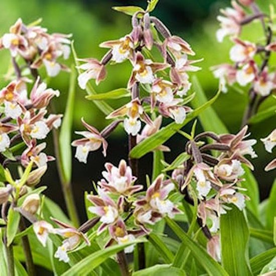 Moeraswespenorchis Epipactis PalustrisMoerings