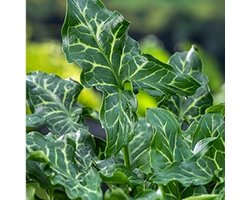 Moerings Arum Italicum | Italiaanse Aronskelk | In 9CM pot