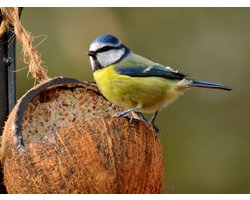 Whole Coconut Classic - Suet To Go - 24 stuks per verpakking