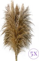 Sunny Tree - Pampas Pluimen - 5 Stuks 115 cm - Droogbloemen - Licht bruin - Decoratie Woonkamer - Decoratieve Accessoires