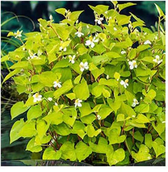 Moerings Houttuynia cordata | Houttuynia | Dans un panier de 18 cm prêt à l'emploi