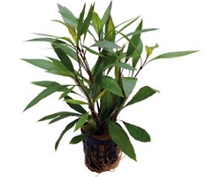 Aquafleur Hygrophila Corymbosa Thailand in 5 cm pot