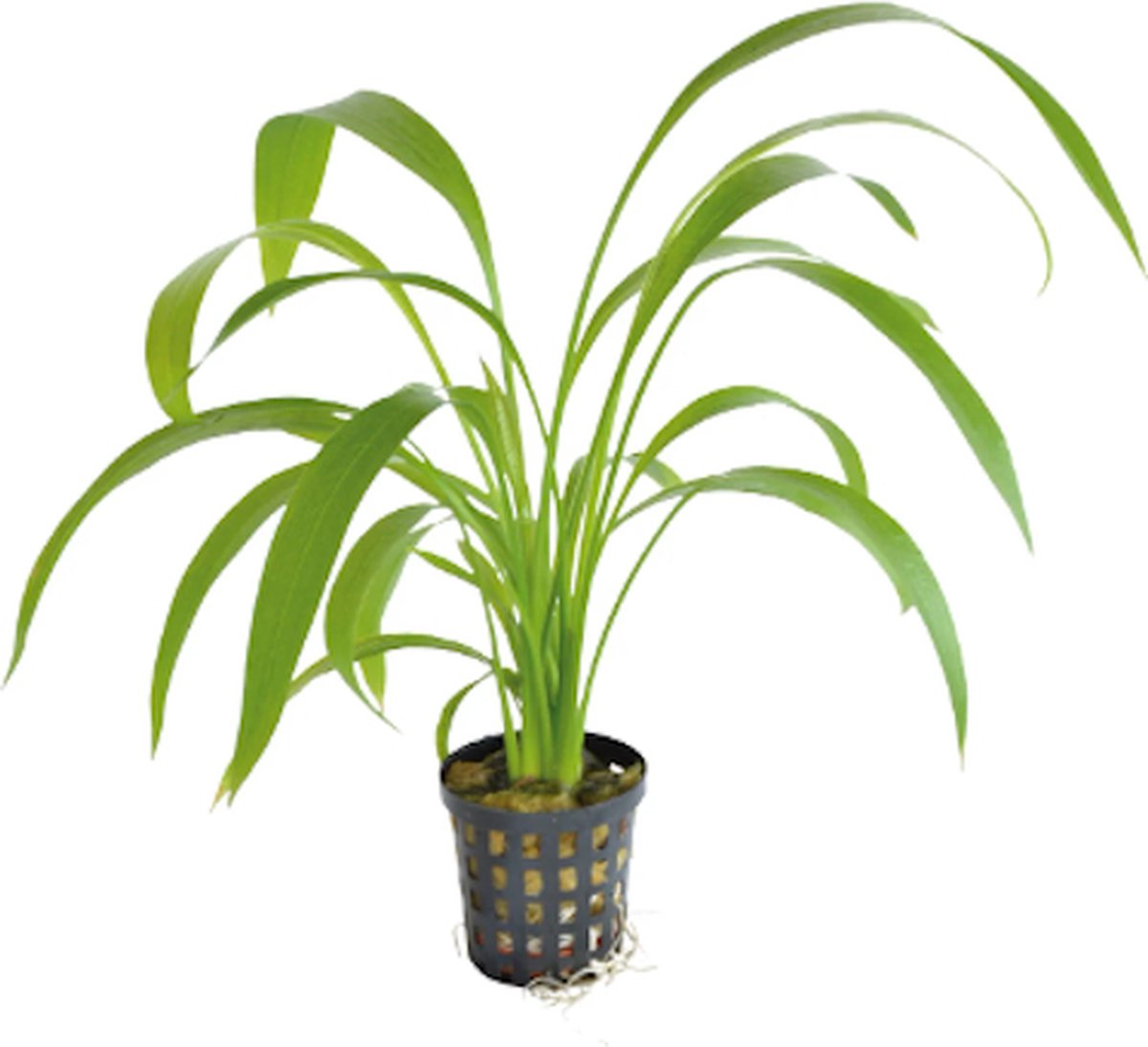 Aquafleur Echinodorus Decumbens | Zwaardplant | in 5 cm pot