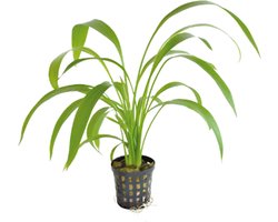 Aquafleur Echinodorus Decumbens | Zwaardplant | in 5 cm pot