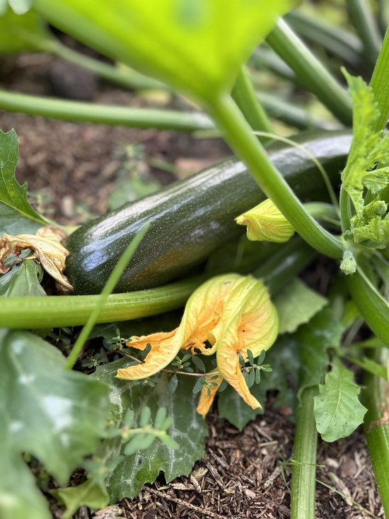 Courgette planten - groen - 3 planten - zelf courgette kweken in je  (moes)tuin | bol