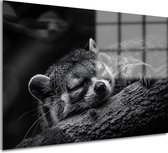 Raccoon schilderij - Dier schilderij - Schilderij op glas Boom - Muurdecoratie industrieel - Schilderijen plexiglas - Muur kunst acrylglas 75x50 cm