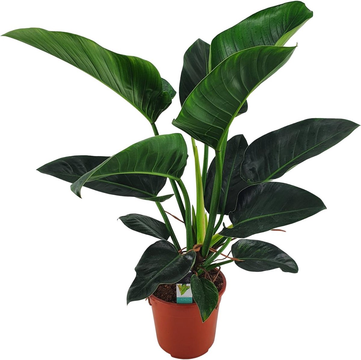 Green Harmony | Congo Millions - Ø27cm - 100cm