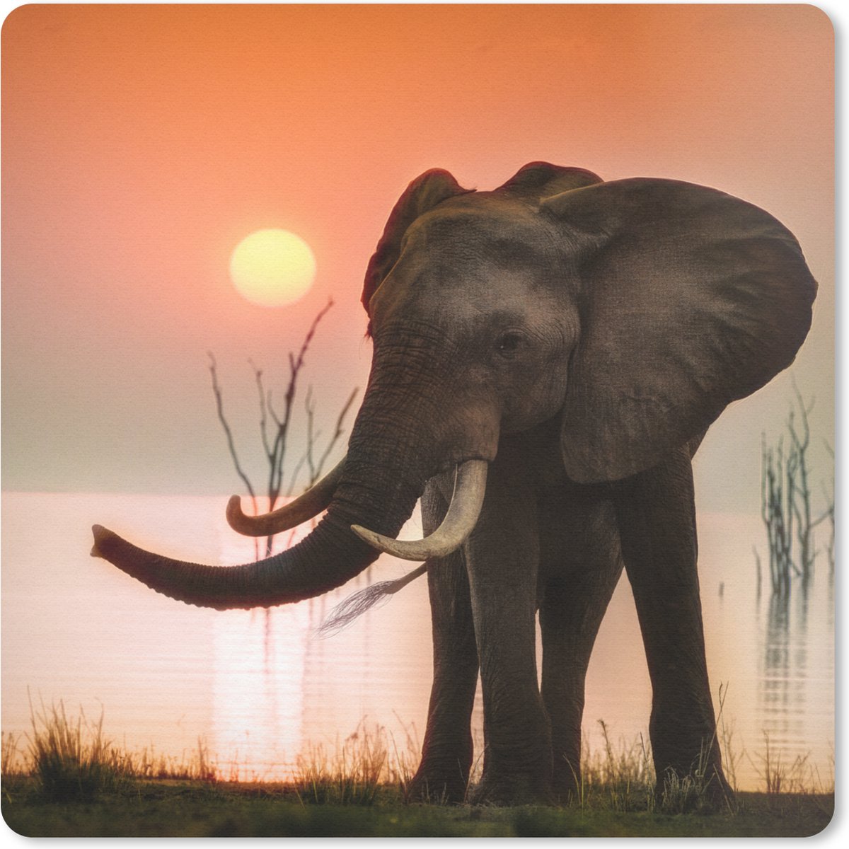 Muismat 20x20 cm - Mousepad Olifant - Dieren - Water - Zonsondergang - Muismatten