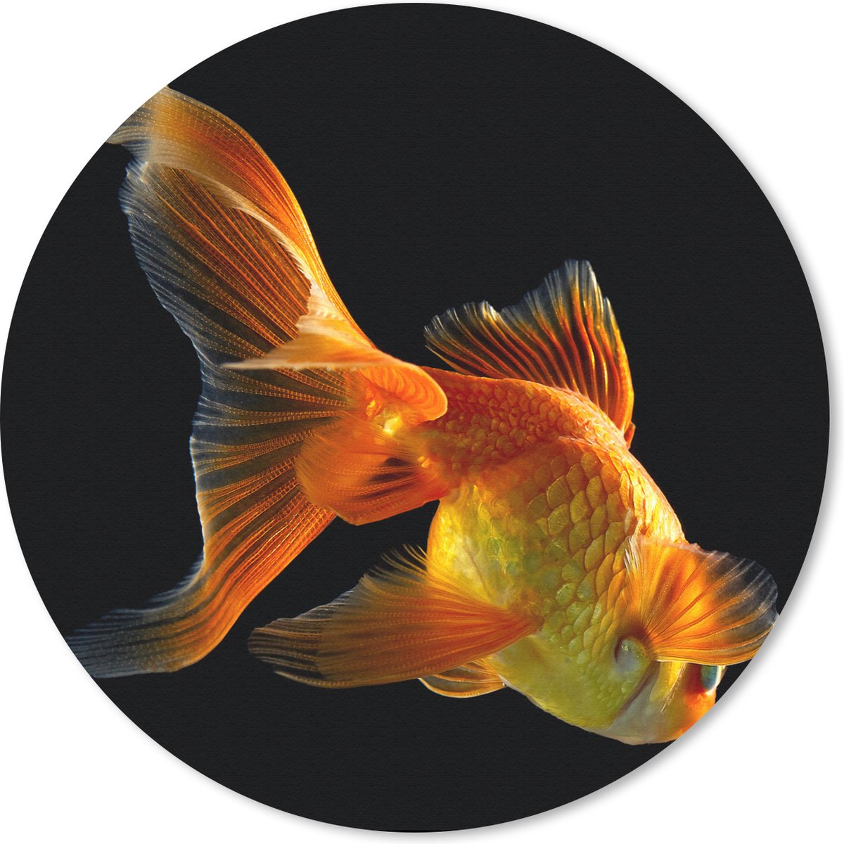 Muismat rond 30x30 cm - Mousepad Goudvis - Dieren - Zwart - Ronde muismatten