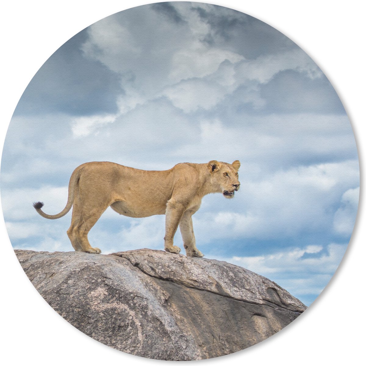 Muismat rond 40x40 cm - Mousepad Leeuw - Jacht - Rots - Ronde muismatten