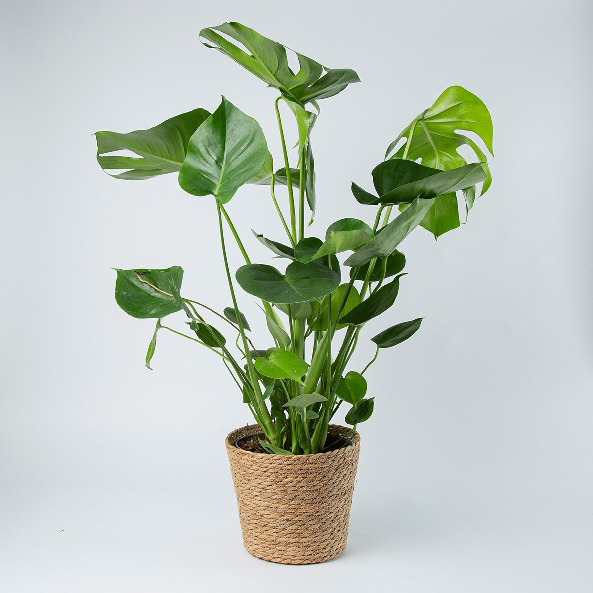 BloomGift | Kamerplant | Monstera Deliciosa | Gatenplant | 65cm | Ø 19cm