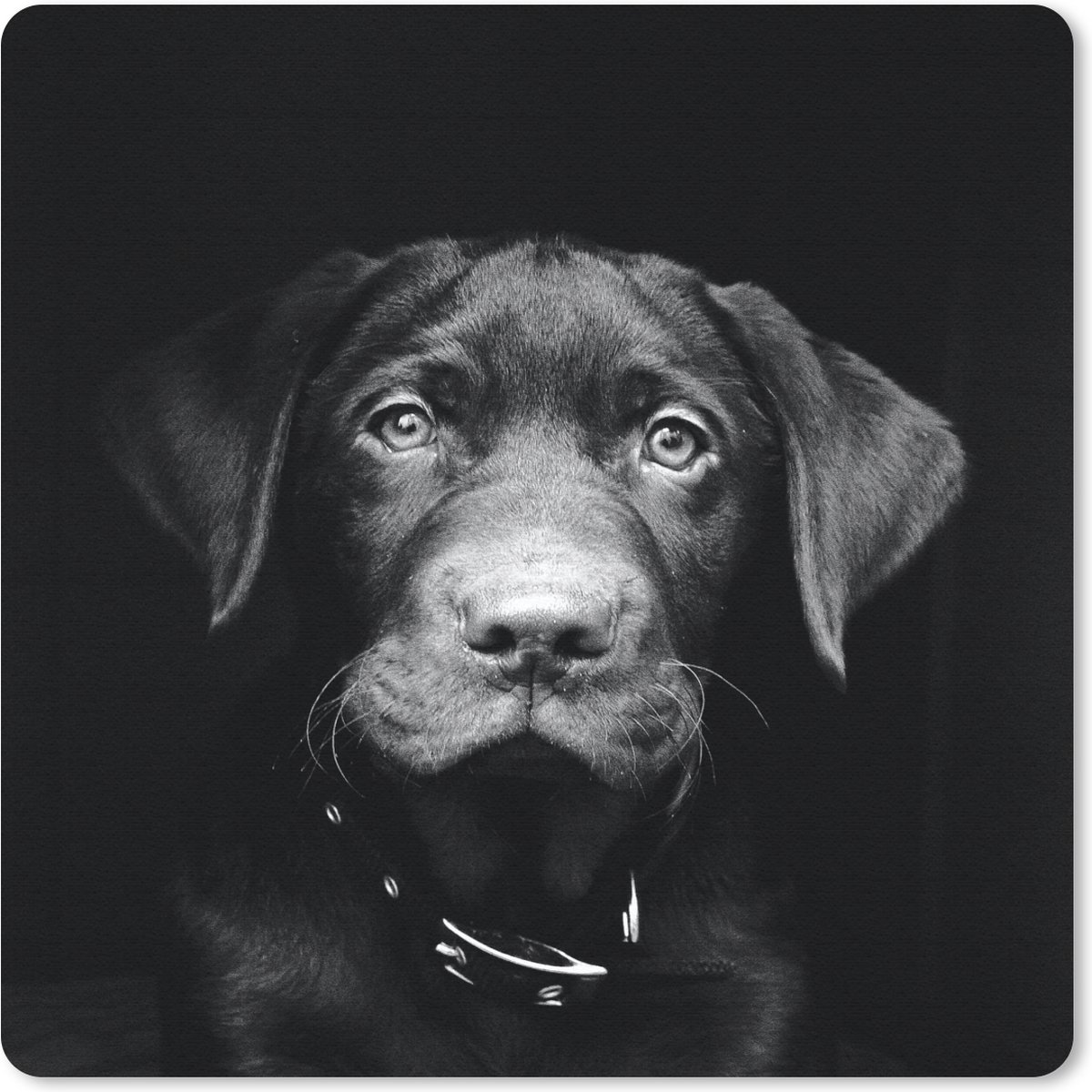 Muismat 30x30 cm - Mousepad Hond - Licht - Zwart - Muismatten