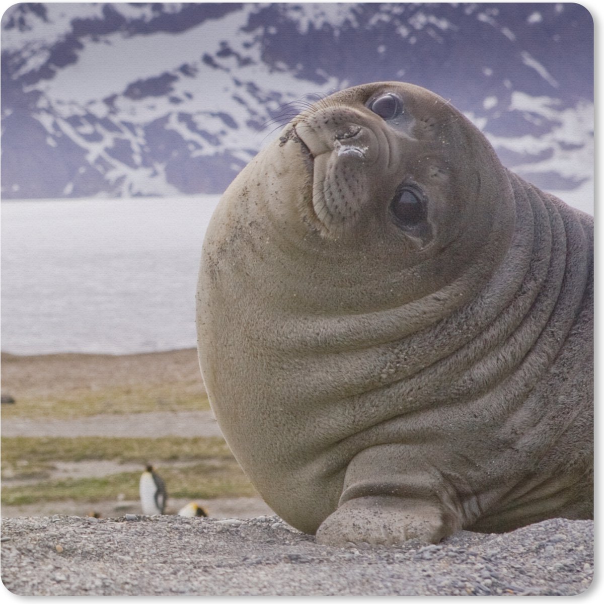 Muismat 20x20 cm - Mousepad Zeehonden - Grappig - Kinderen - Jongens - Meisjes - Kind - Muismatten