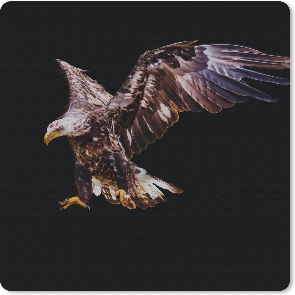 Muismat 20x20 cm - Mousepad Adelaar - Vogel - Veren - Muismatten