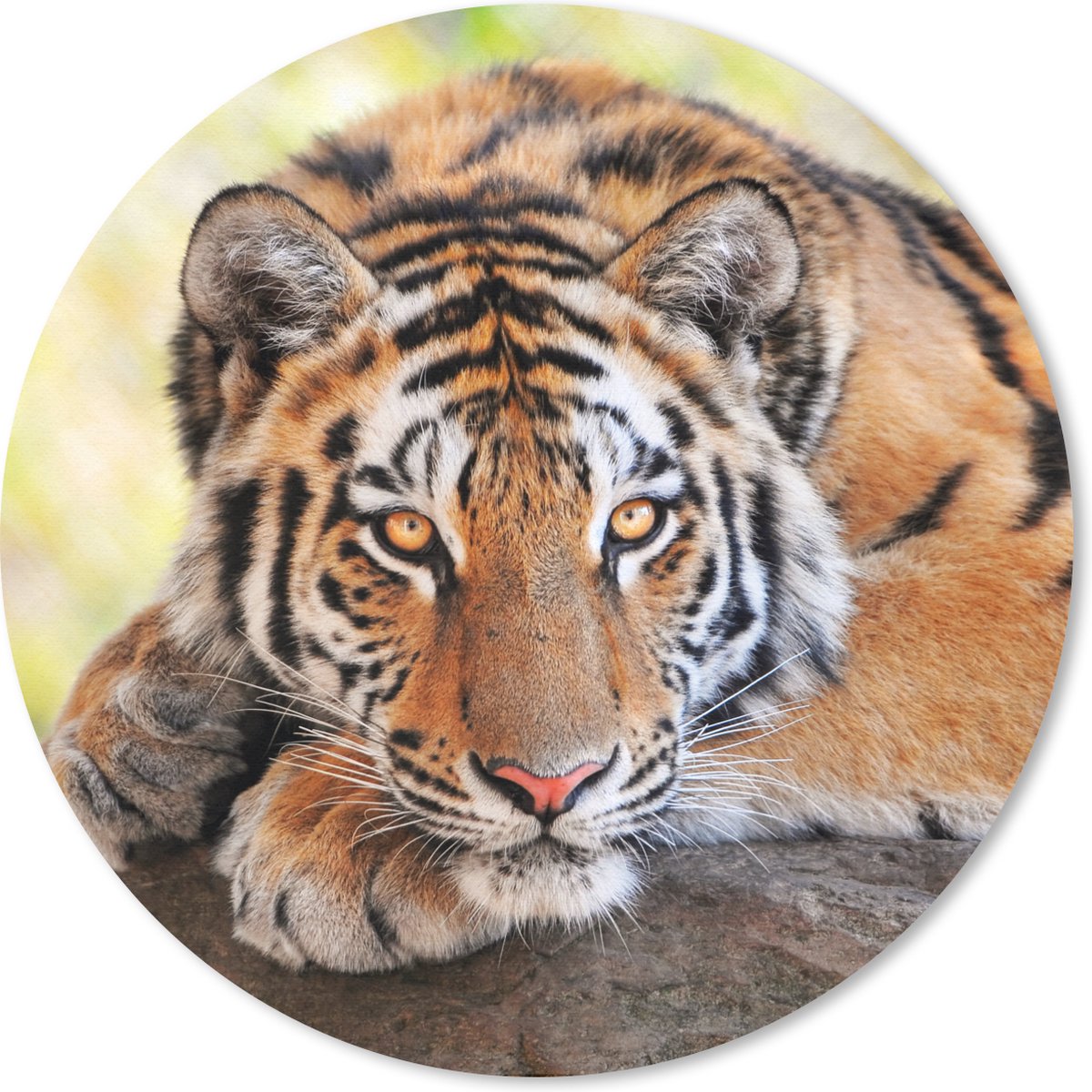 Muismat rond 30x30 cm - Mousepad Tijger - Pup - Boomstam - Ronde muismatten