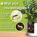 Kamerplant in pot met tekst "Wat zijn rouwvliegjes?". Afbeeldingen van een rouwvliegje en een larve.