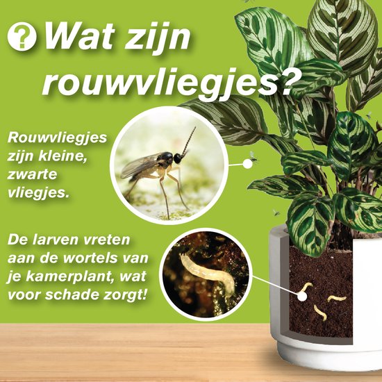 Kamerplant in pot met tekst "Wat zijn rouwvliegjes?". Afbeeldingen van een rouwvliegje en een larve.