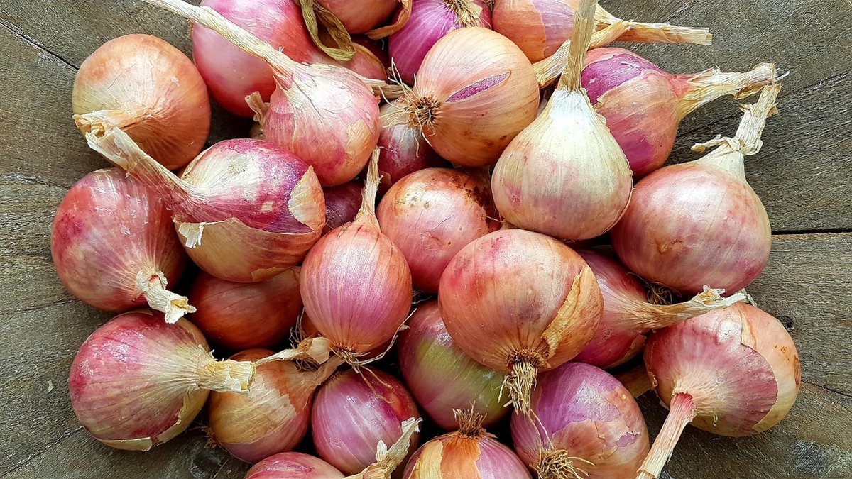 Roscoff uien - uit Bretagne - 4+1kg gratis