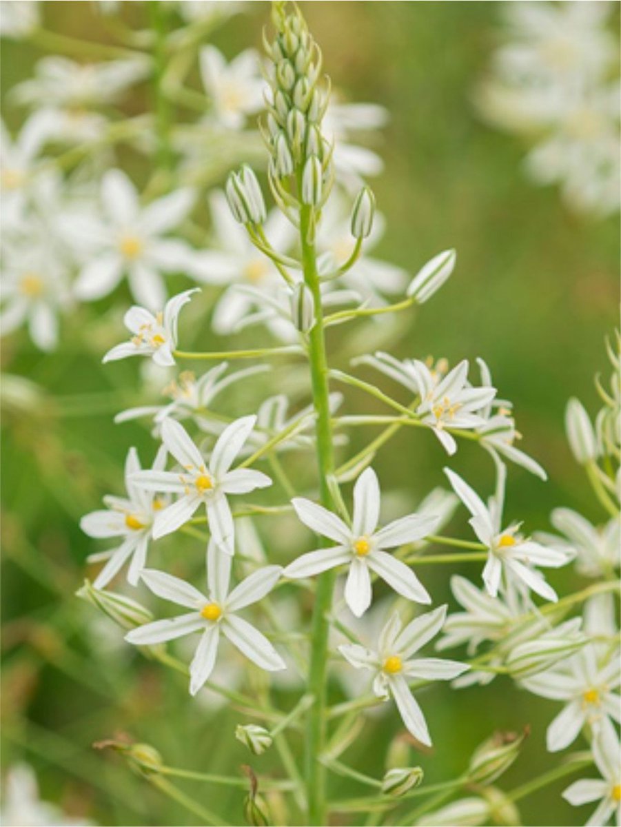 80x Vogelmelk 'Ornithogalum ponticum sochi' - BULBi® Bloembollen met bloeigarantie