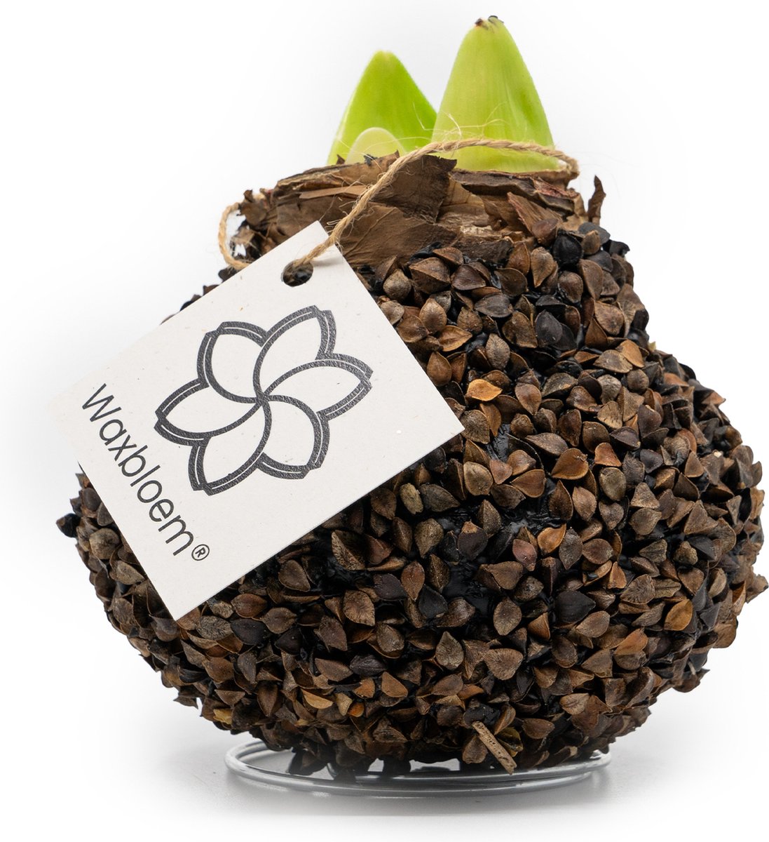 Waxbloem® | Wax Amaryllis | Natuur | Hout