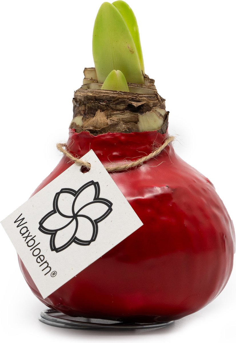Waxbloem® | Wax Amaryllis | Rood