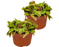 Bloomique - Set van 2 - Dionaea Muscipula - Venus Vliegenval - Venusvliegenvanger - Vleestende Plant - Kamerplanten - Hoogte 10-15 cm - Pot 12 cm