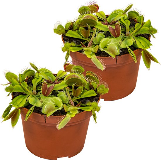 Bloomique - Set van 2 - Dionaea Muscipula - Venus Vliegenval - Venusvliegenvanger - Vleestende Plant - Kamerplanten - 10-15 cm Hoog - Pot 12 cm