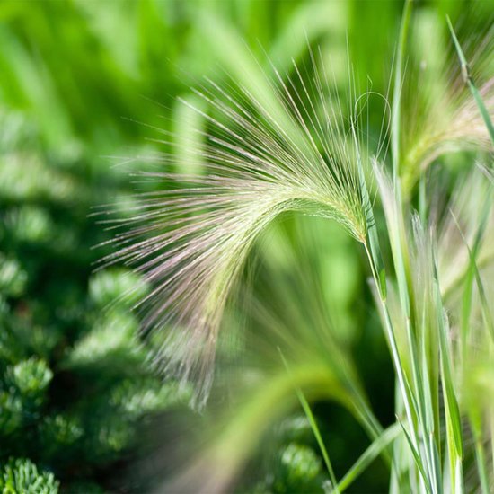 4x Stipa Tenuifolia 'Ponytails' – Herbe à Plumes Ornementale, Rustique, Pot 13 Cm, 20-25 Cm