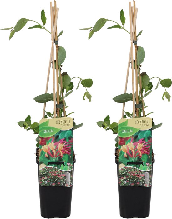 Ceropegia woodii (Chinees lantaarnplantje) kopen? | Woody