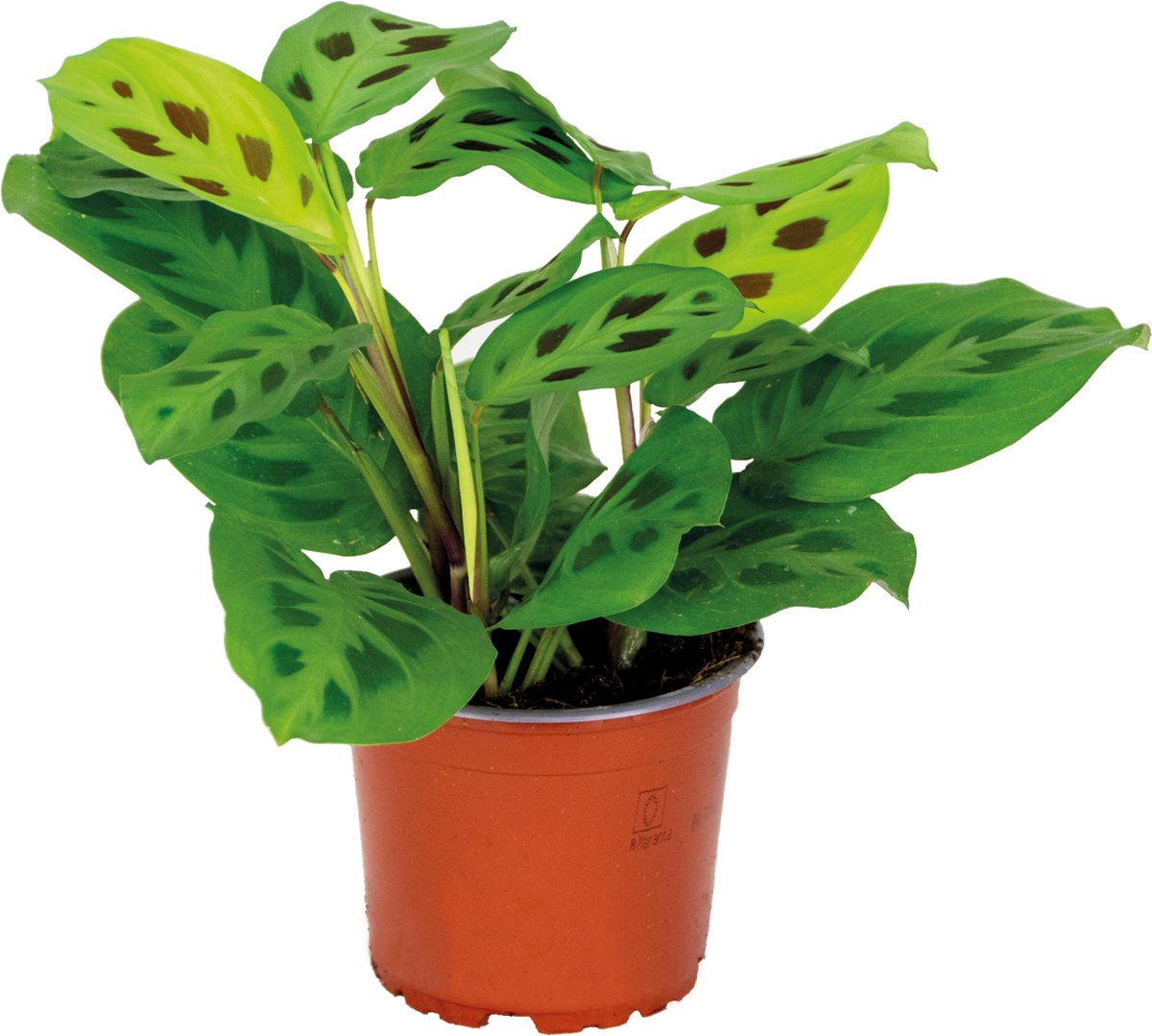 Bol.com Bloomique - Maranta Kerchoveana - Gebedsplant - Hangplant - Kamerplanten - Luchtzuiverend - Diervriendelijk - Hoogte 10-... aanbieding