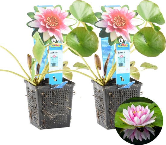 Twee rode waterlelies met roze bloemblaadjes en groene bladeren, met inset van een enkele waterlelie.