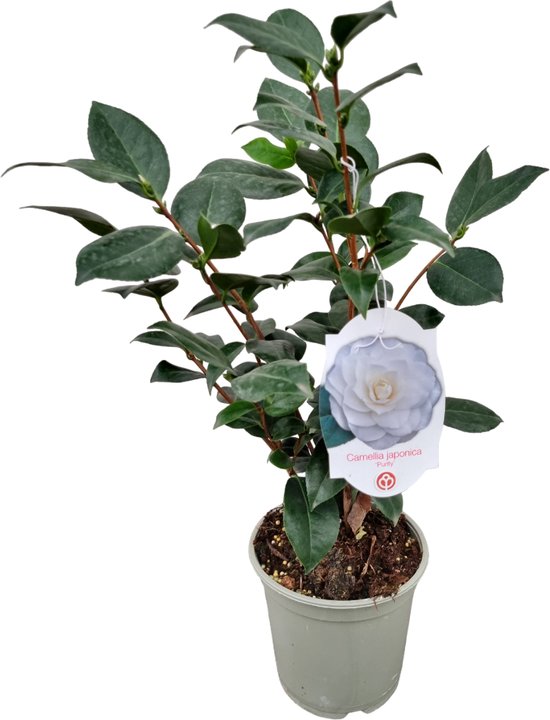 Camellia japonica Wit L - Japanse roos - Camellia plant winterhard - Pot  15cm - Hoogte... | bol