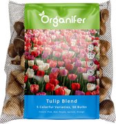 Zak met 50 Organifer tulpbollen, 5 kleuren: roze, rood, paars, abrikoos, oranje. Voorgrond met tulpen.